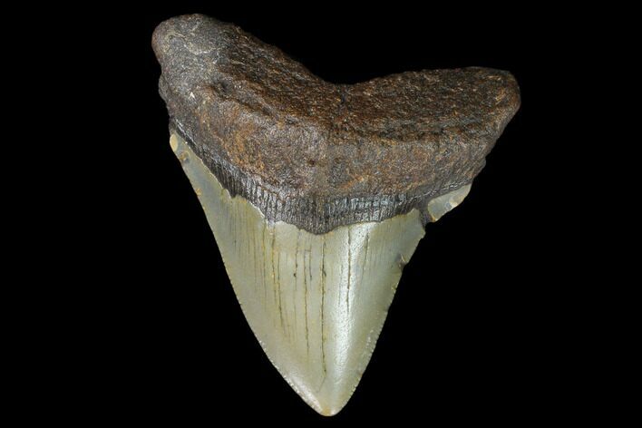 Fossil Megalodon Tooth - North Carolina #129962